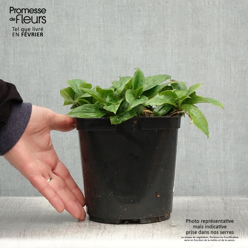 Tricyrtis formosana Pink Freckles - Toad Lily 2L/3L pot sample as delivered in winter