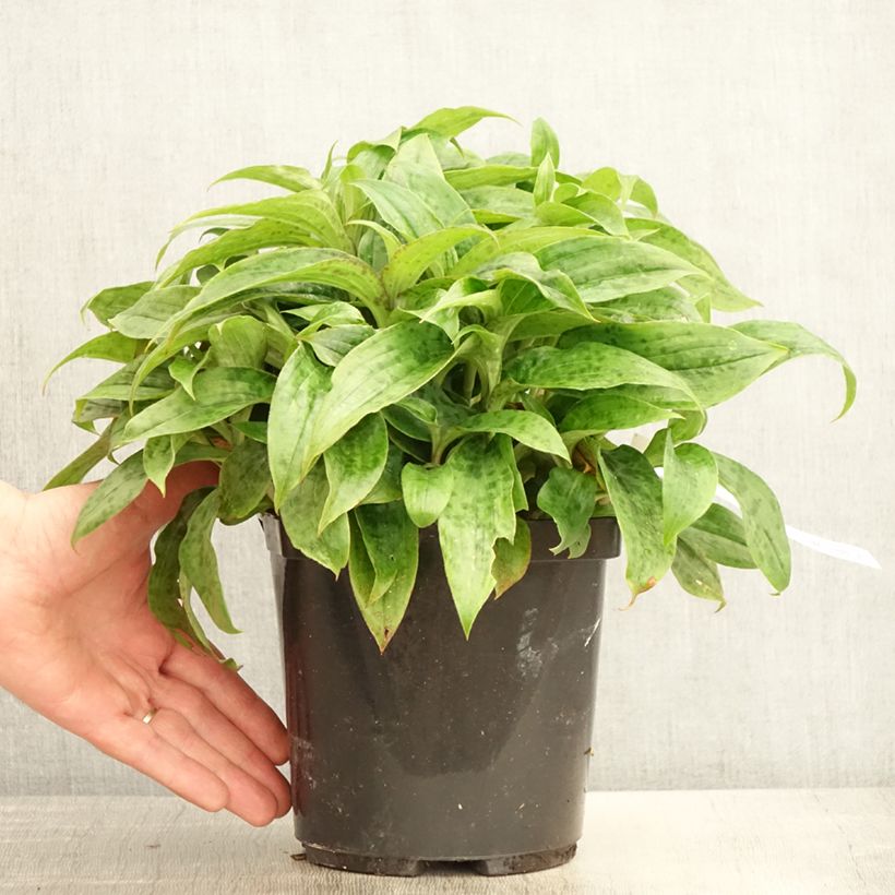 Tricyrtis formosana Pink Freckles - Toad Lily 2L/3L pot sample as delivered in spring