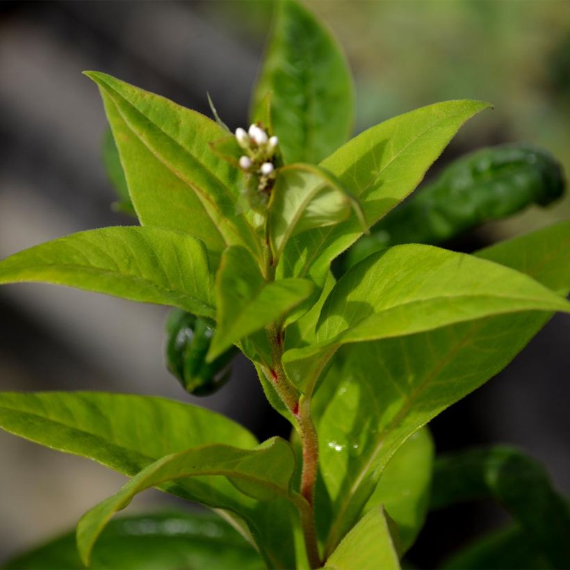 Lysimachia clethroides - Loosestrife (Foliage)