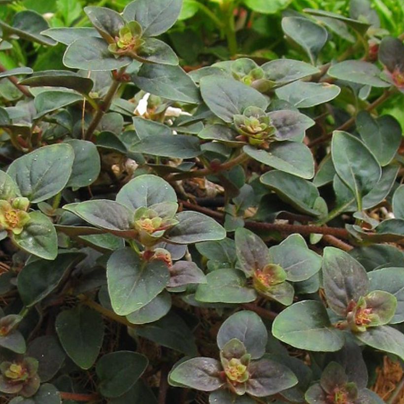 Lysimachia congestiflora Persian Chocolate - Loosestrife (Foliage)