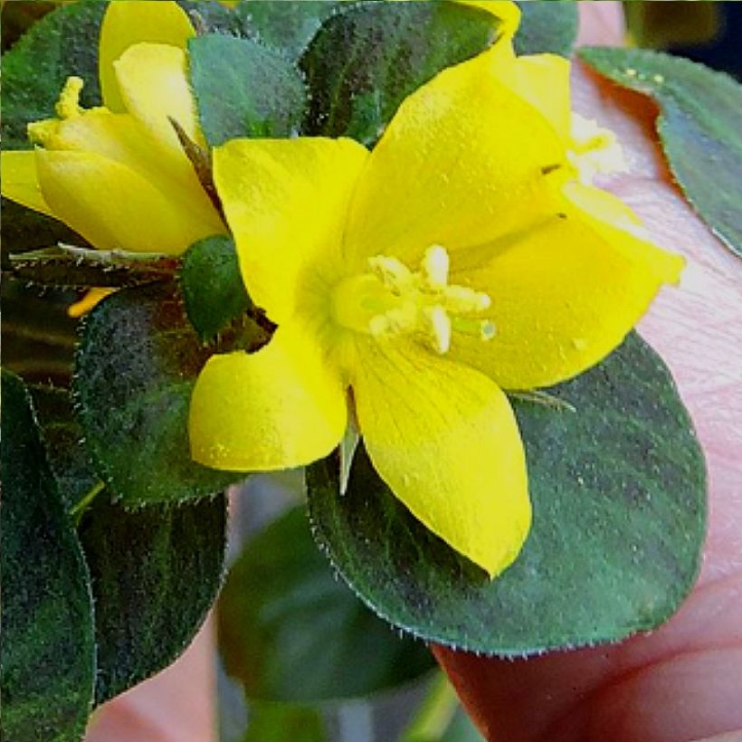 Lysimachia congestiflora Persian Chocolate - Loosestrife (Flowering)