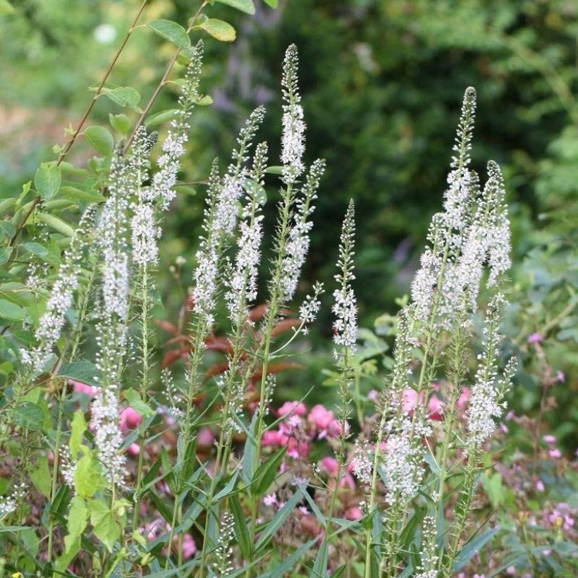 Lysimachia ephemerum - Loosestrife (Flowering)