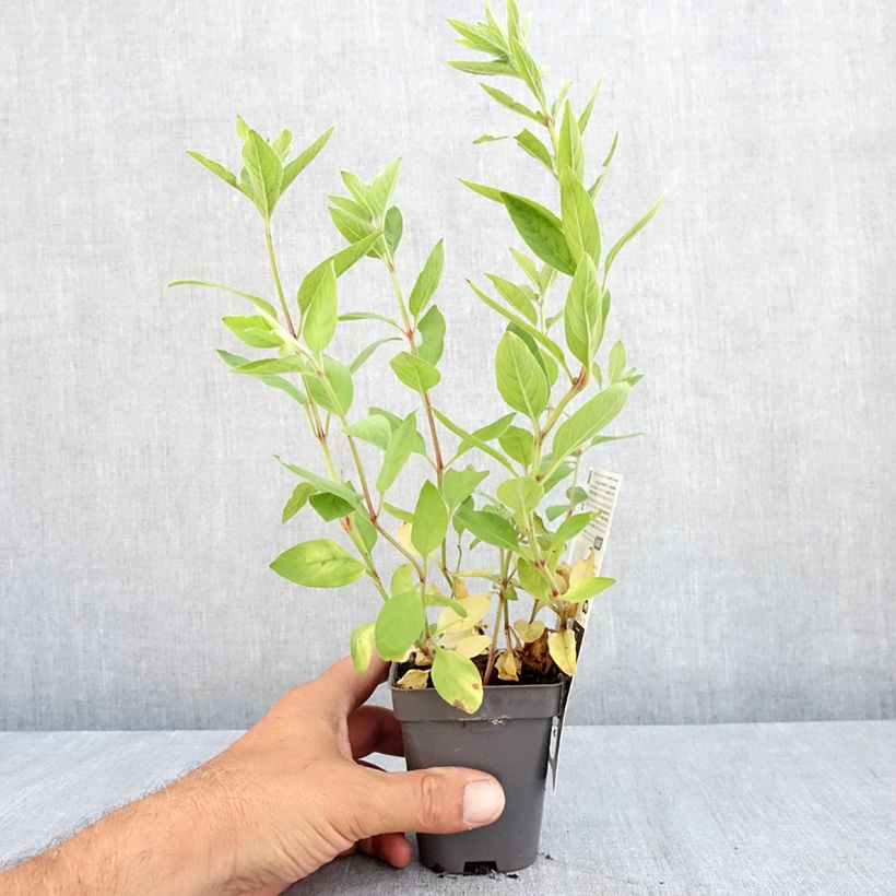 Lysimachia punctata - Loosestrife 8/9 cm pot sample as delivered in summer