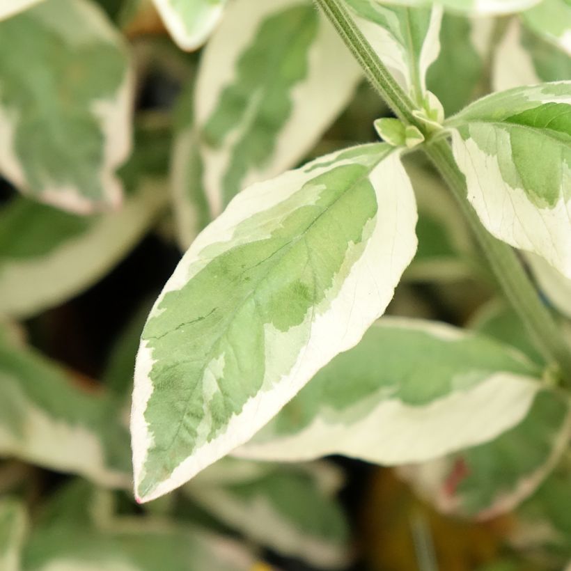 Lysimachia punctata Variegata - variegated loosestrife (Foliage)