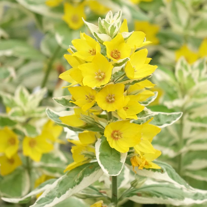 Lysimachia punctata Variegata - variegated loosestrife (Flowering)