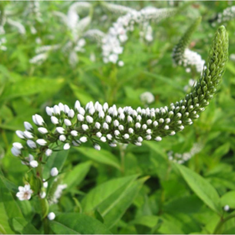 Lysimachia clethroides - Loosestrife (Flowering)