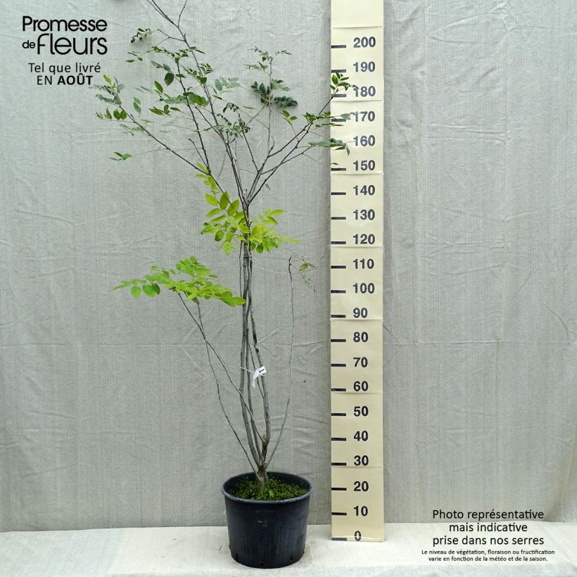 Maackia amurensis 18L/20L pot sample as delivered in summer
