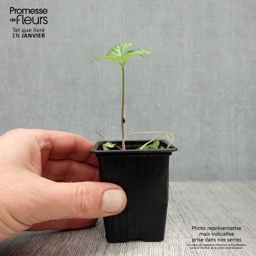 Smyrnium olusatrum 7/8 cm pot sample as delivered in winter