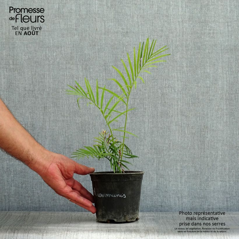 Macrozamia communis 12cm pot sample as delivered in summer