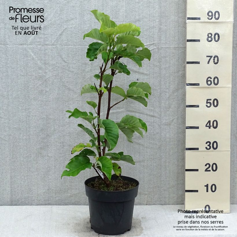 Magnolia x acuminata Blue Opal 7.5L/10L pot sample as delivered in summer
