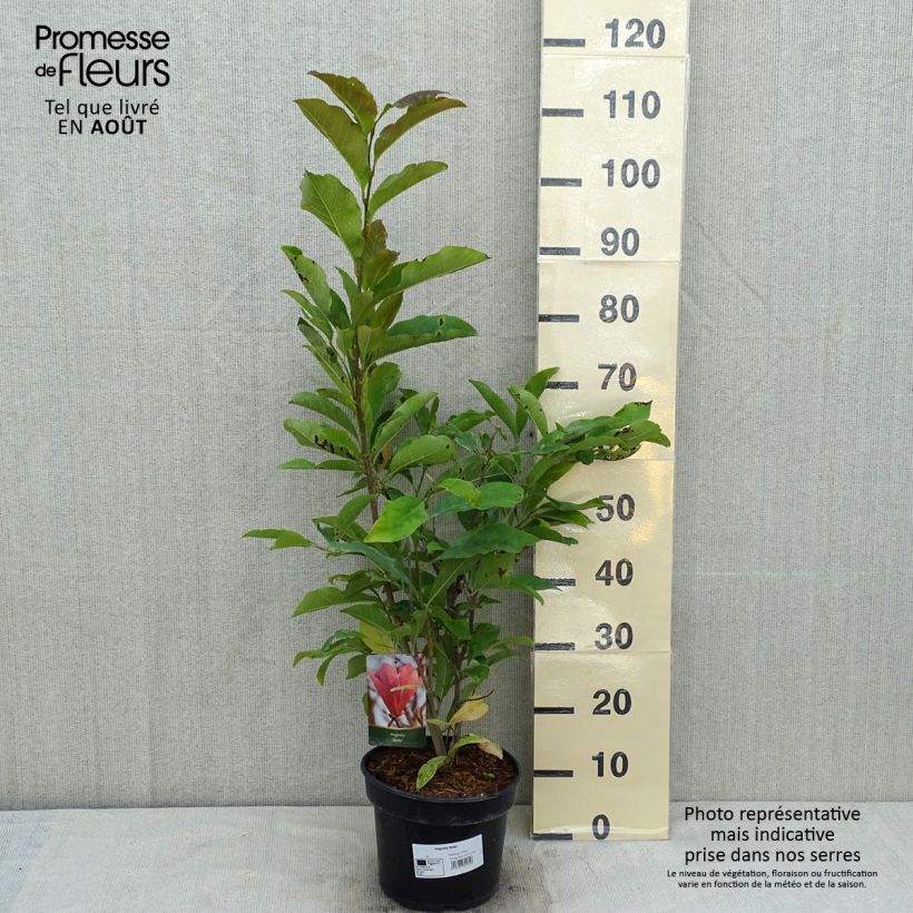 Magnolia Betty 4L/5L pot sample as delivered in summer