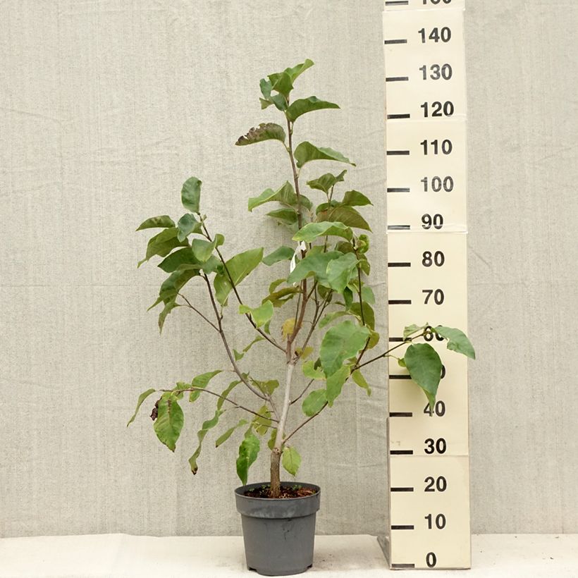 Magnolia x brooklynensis Black Beauty 6L/7L pot sample as delivered in summer