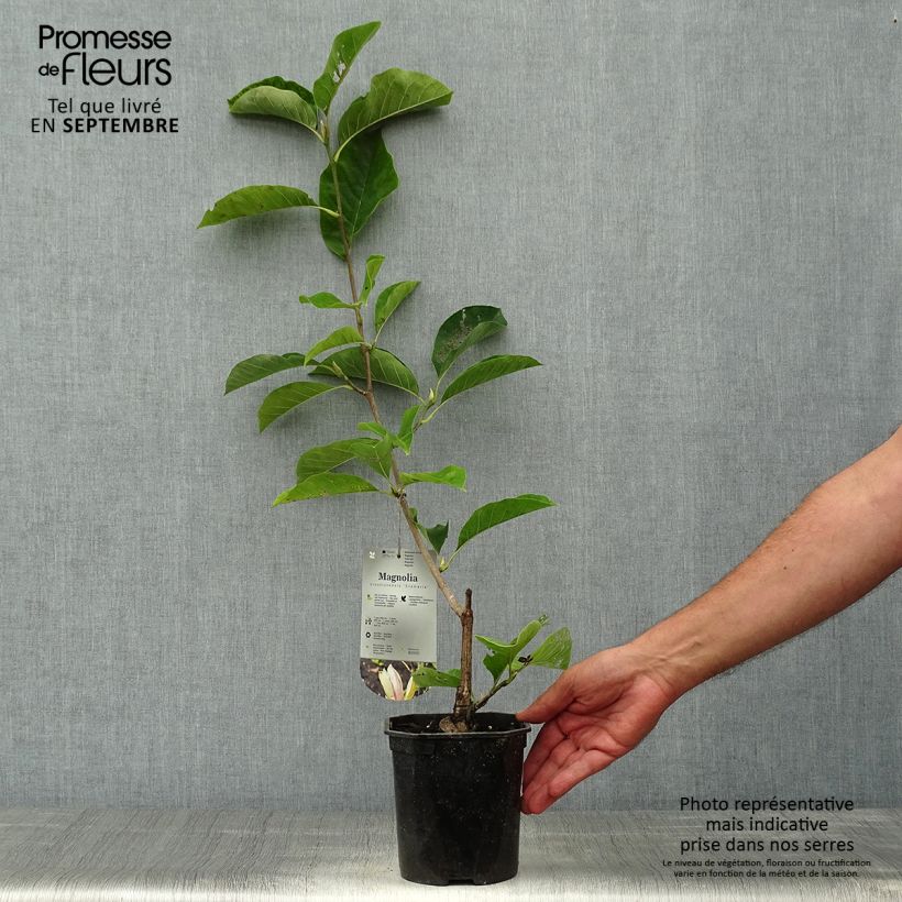Magnolia brooklynensis Evamaria 2L/3L pot sample as delivered in autumn