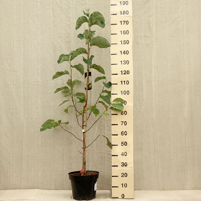 Magnolia  acuminata Daphne 7.5L/10L pot sample as delivered in autumn