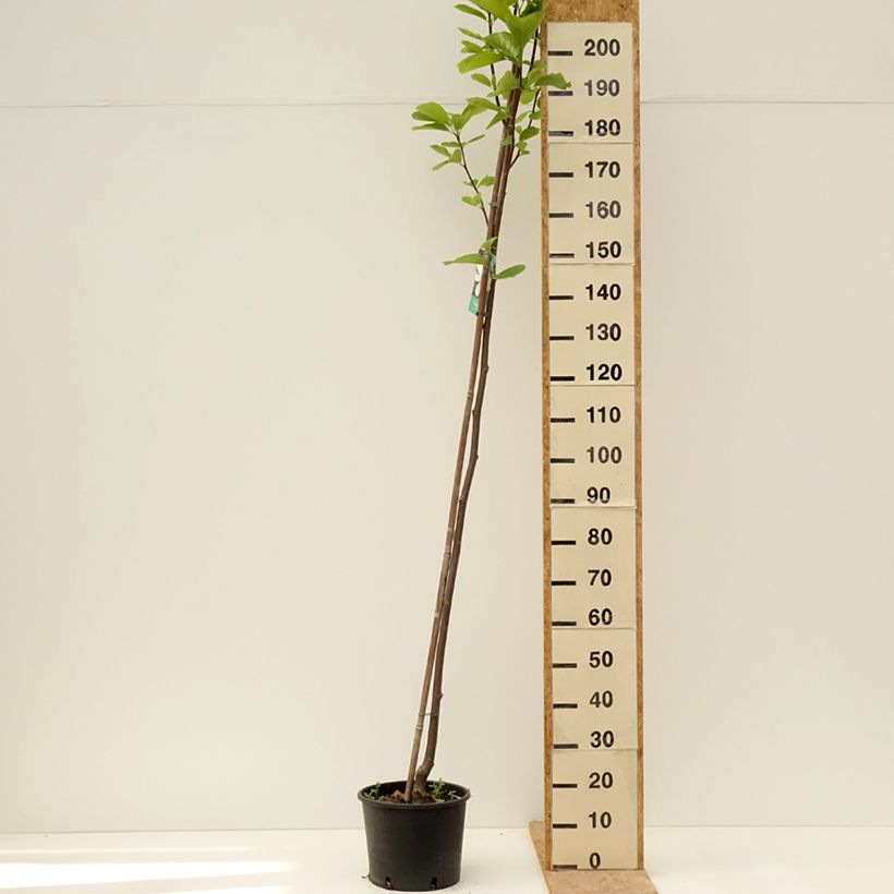 Magnolia denudata Double Diamond 7.5L/10L pot sample as delivered in spring