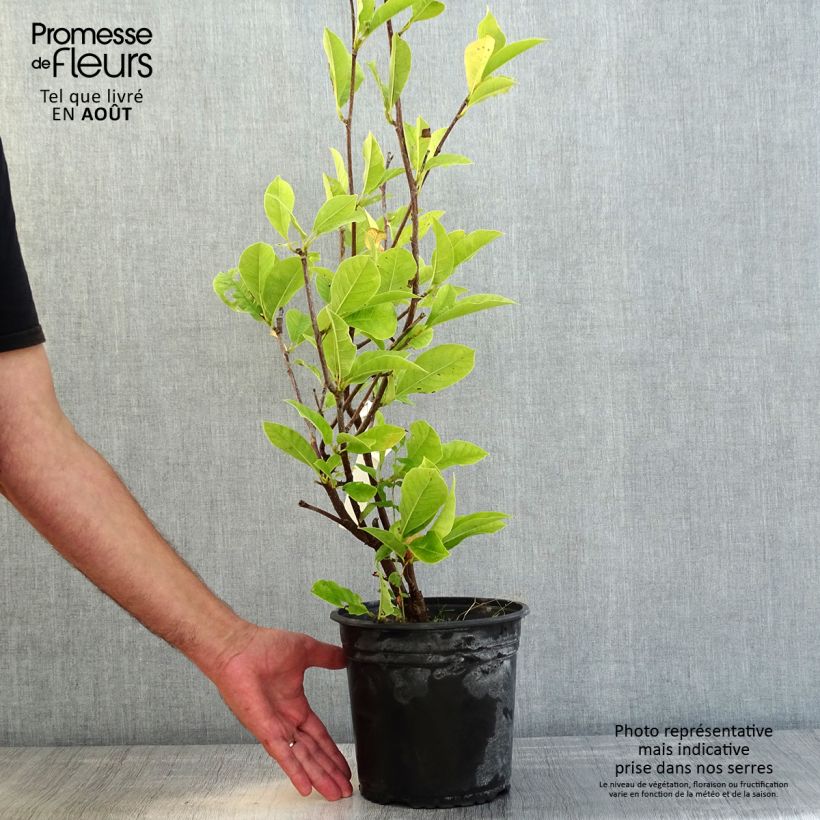 Magnolia denudata Festirose 4L/5L pot sample as delivered in summer