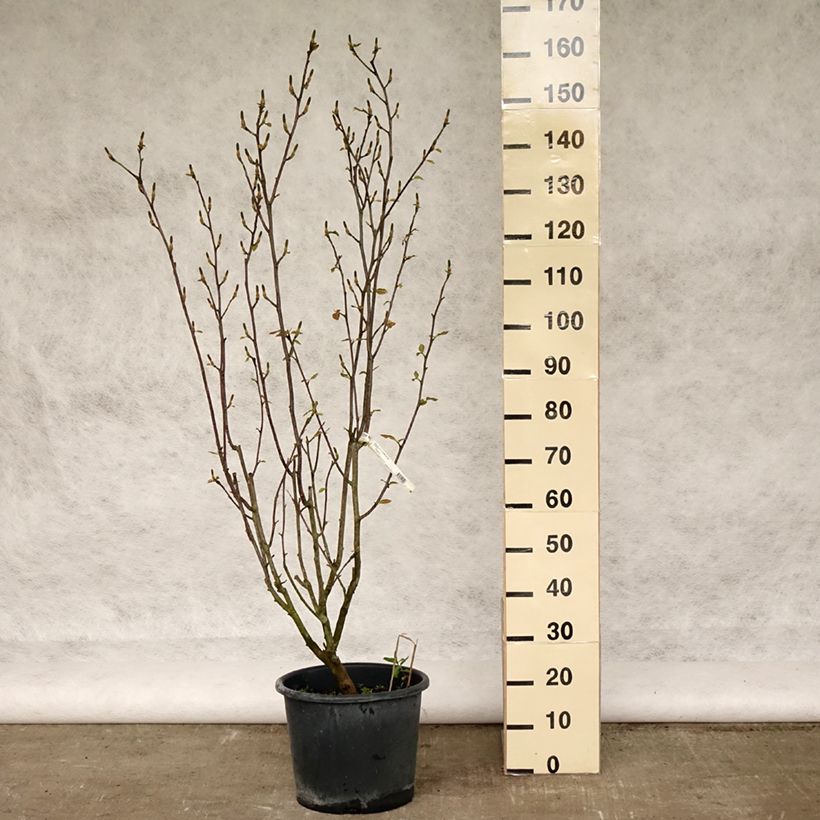 Magnolia denudata Festirose 7.5L/10L pot sample as delivered in spring