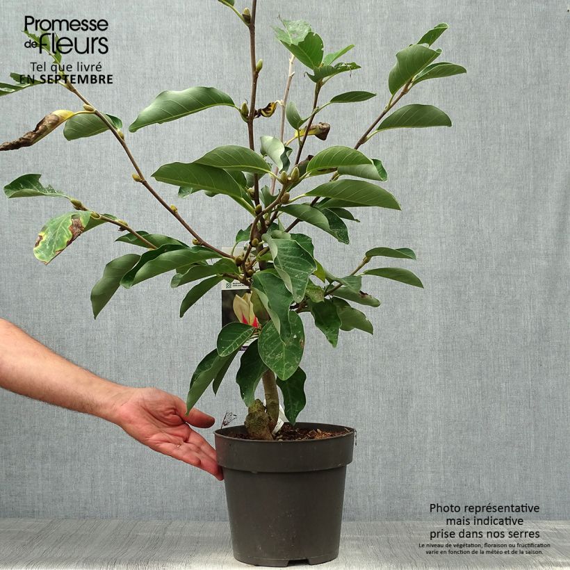 Magnolia x denudata Sunrise 3L/4L pot sample as delivered in autumn