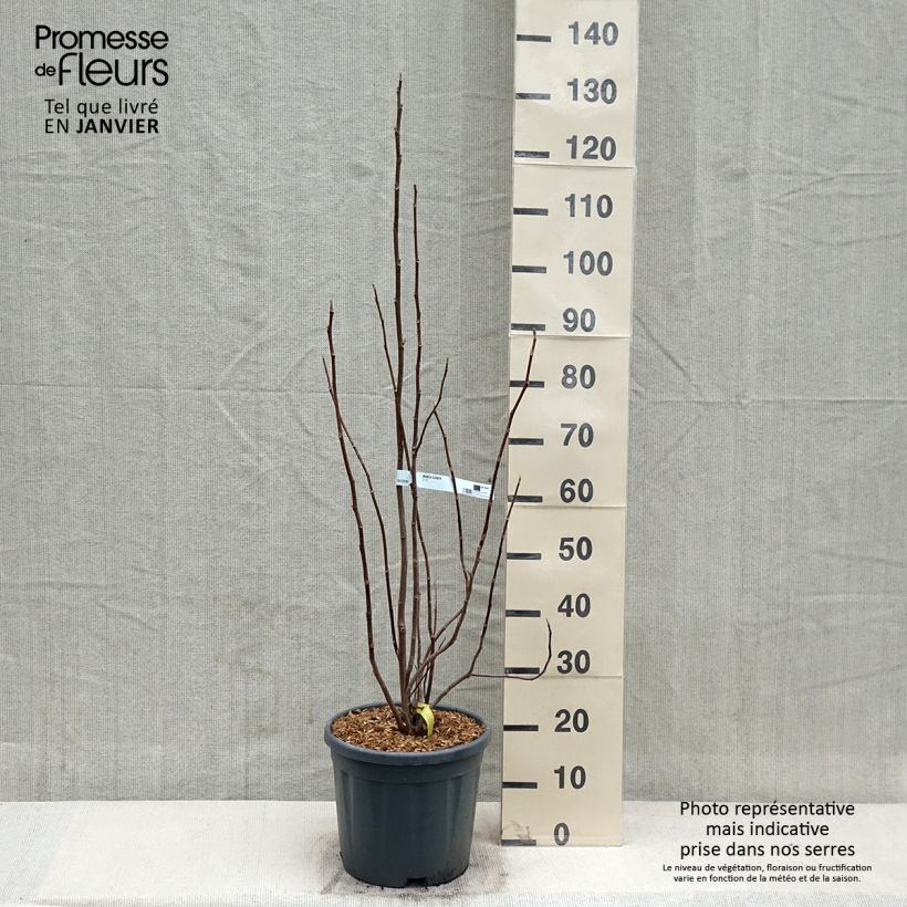 Magnolia Elizabeth 7.5L/10L pot sample as delivered in winter