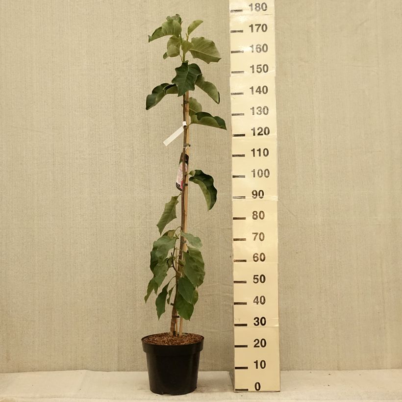Magnolia soulangeana Emperor 7.5L/10L pot sample as delivered in summer