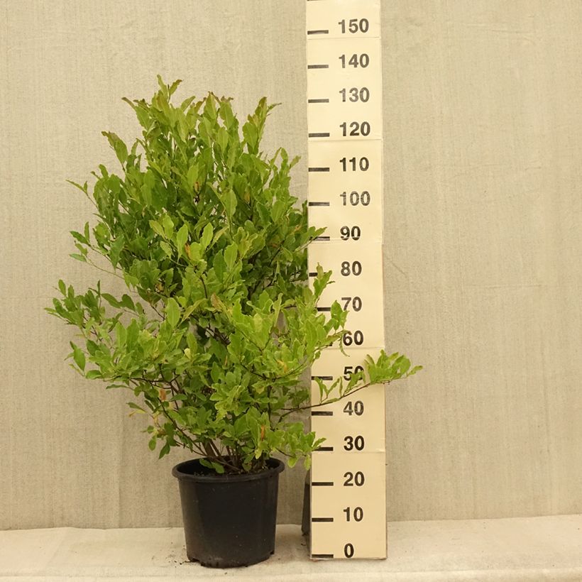 Magnolia stellata Waterlily 7.5L/10L pot sample as delivered in summer