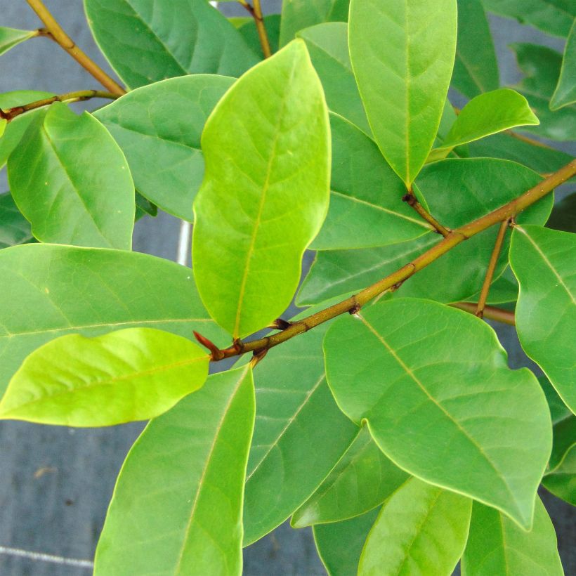 Magnolia Fairy Blush - Michelia hybrid (Foliage)