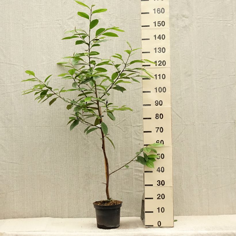Magnolia (Michelia) Devos Kosar x kewensis Fairy Cream 3L/4L pot sample as delivered in summer