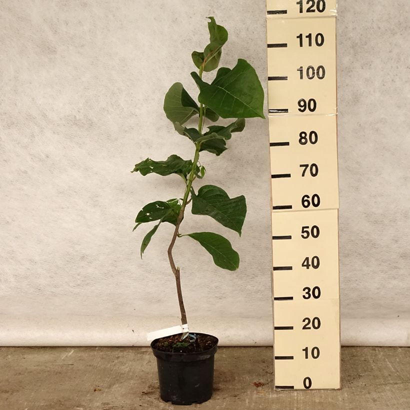 Magnolia Felix Jury 4L/5L pot sample as delivered in summer