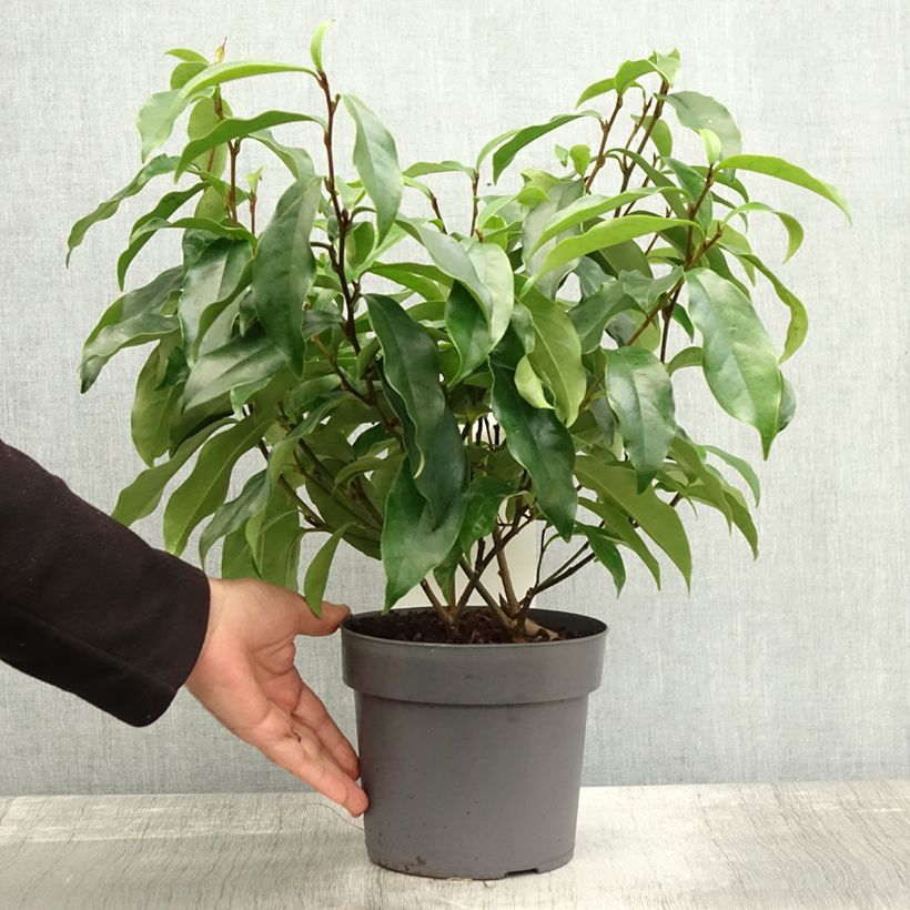 Magnolia figo Stellar Ruby 3L/4L pot sample as delivered in autumn