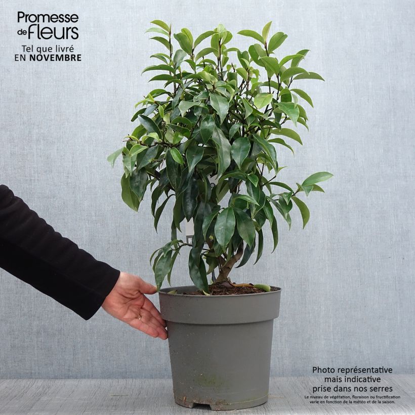Magnolia figo Stellar Ruby 6L/7L pot sample as delivered in autumn
