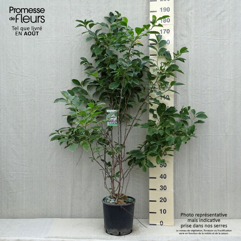Magnolia George Henry Kern 7.5L/10L pot sample as delivered in summer