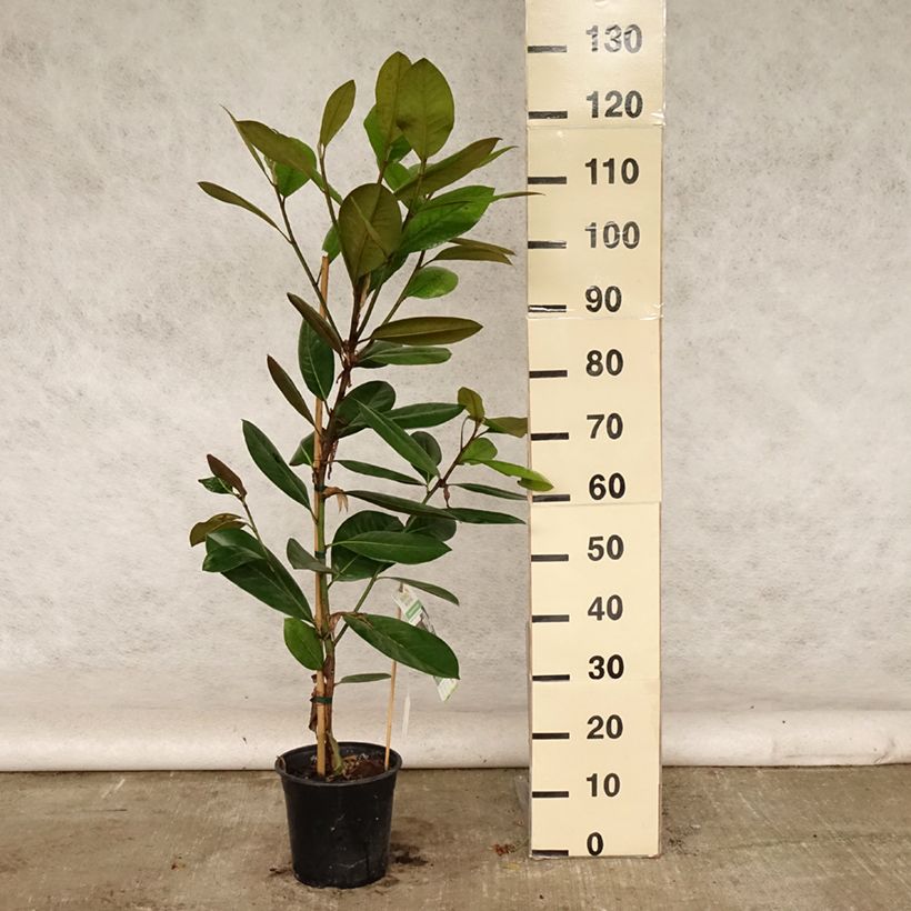 Magnolia grandiflora Treyve 4L/5L pot sample as delivered in summer