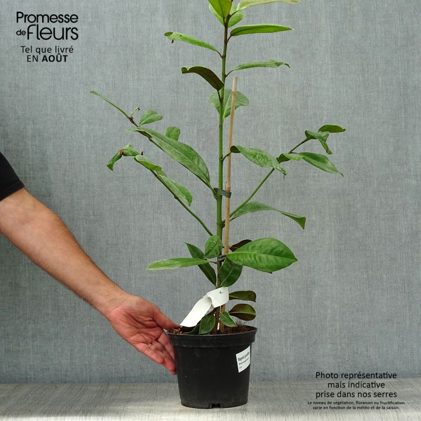 Magnolia grandiflora Ferruginea 1.5L/2L pot sample as delivered in summer