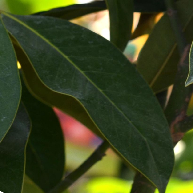 Magnolia grandiflora Galissonière (Foliage)