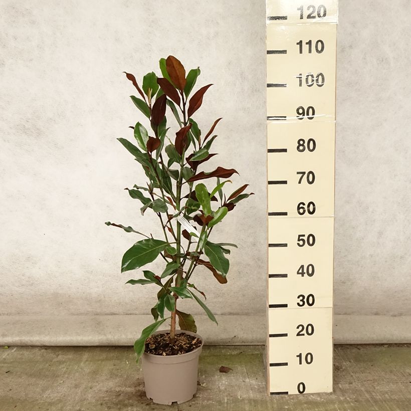 Magnolia grandiflora Kay Parris 4L/5L pot sample as delivered in summer