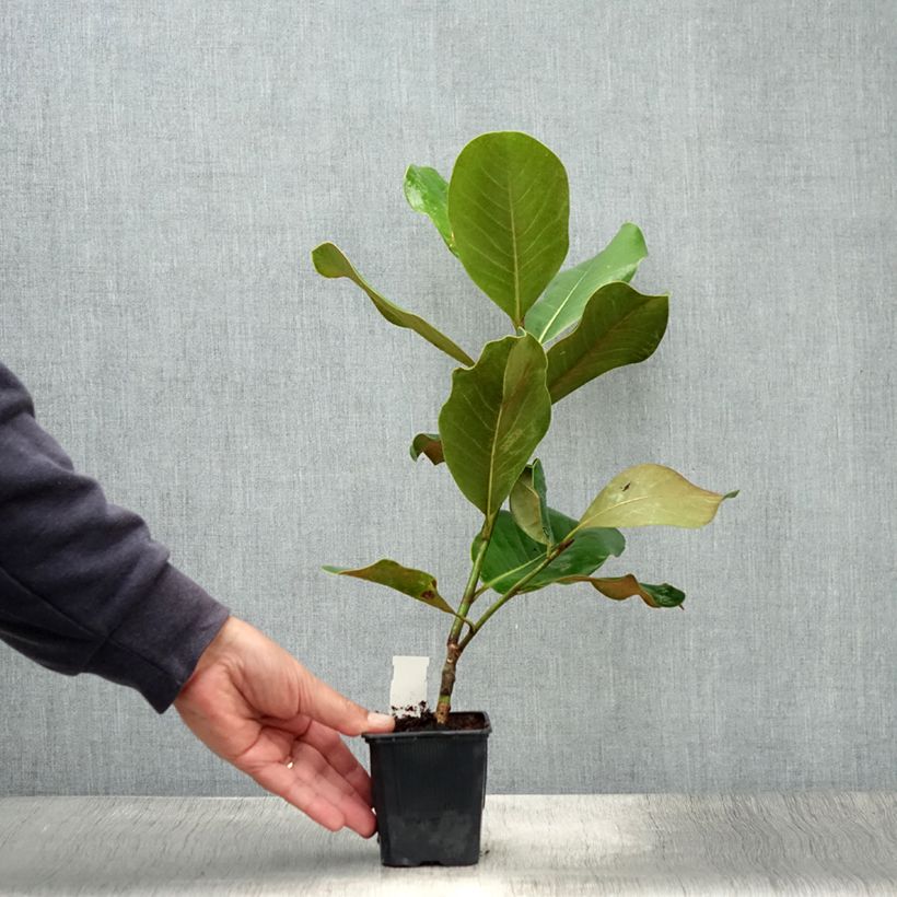 Magnolia grandiflora Mont Blanc 10cm/11cm pot sample as delivered in summer