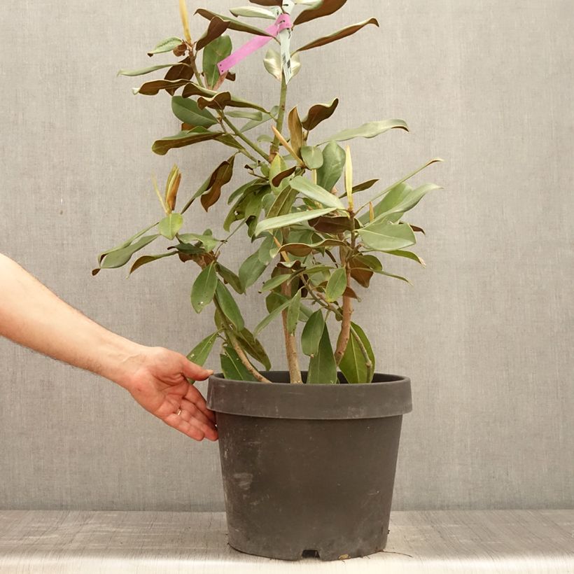Magnolia grandiflora Purpan 7.5L/10L pot sample as delivered in spring