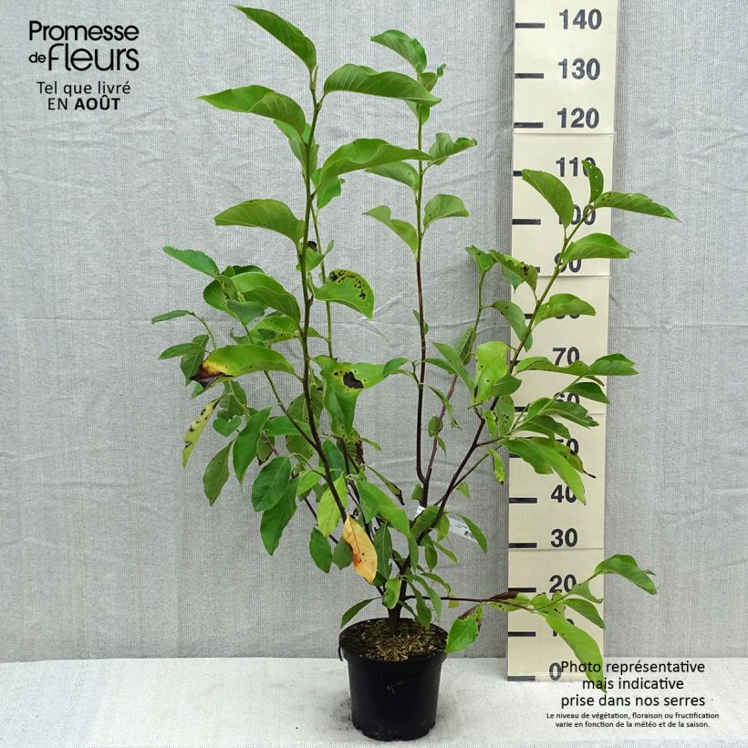 Magnolia Heaven Scent 4L/5L pot sample as delivered in summer