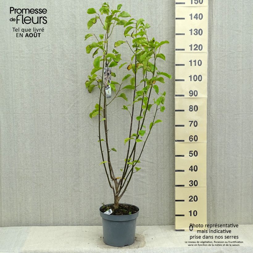 Magnolia kobus 4L/5L pot sample as delivered in summer
