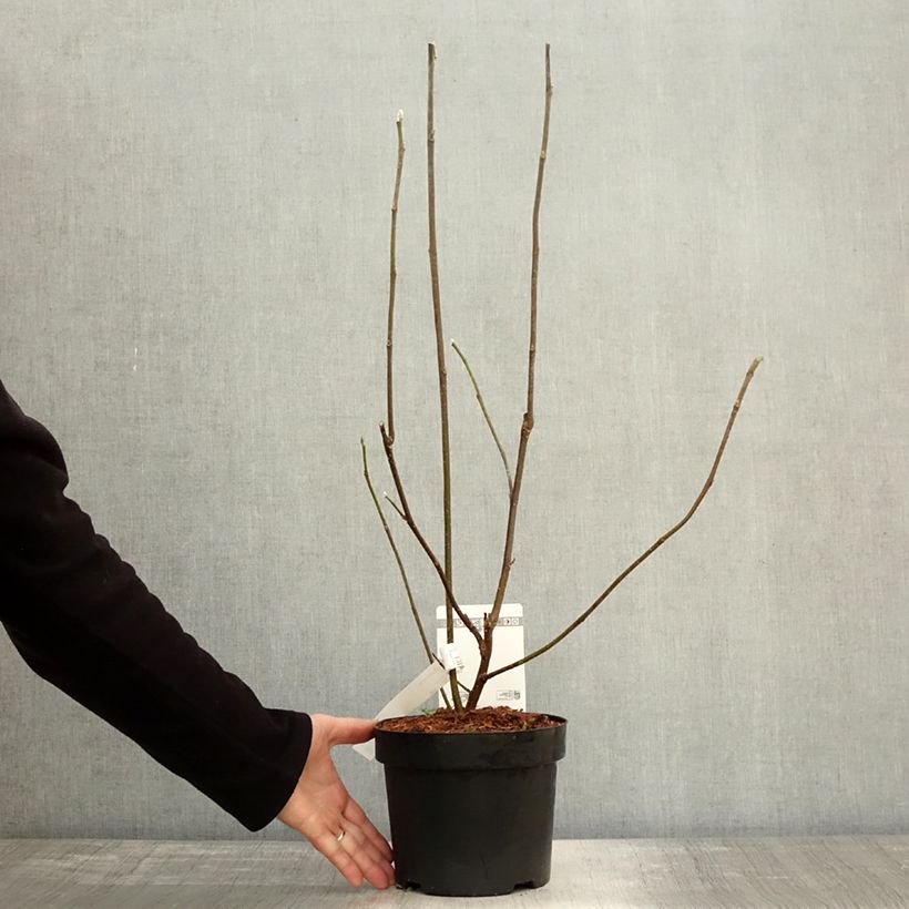 Magnolia liliflora Nigra 3L/4L pot sample as delivered in autumn