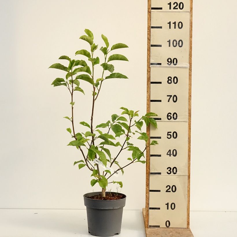 Magnolia liliflora Nigra 7.5L/10L pot sample as delivered in summer