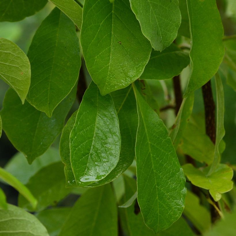 Magnolia x loebneri Leonard Messel (Foliage)