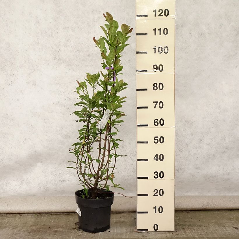 Magnolia x loebneri Leonard Messel 6L/7L pot sample as delivered in summer