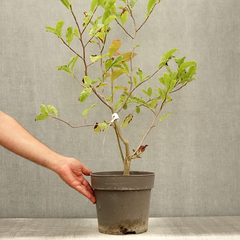 Magnolia x loebneri Mags Pirouette 7.5L/10L pot sample as delivered in summer