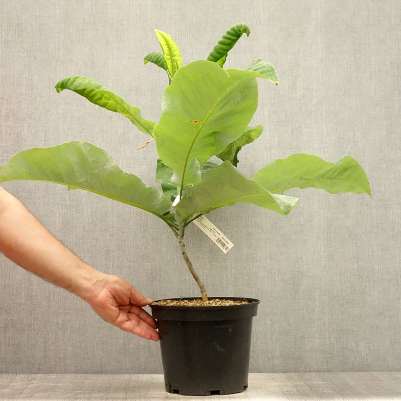 Magnolia macrophylla subsp. ashei 4L/5L pot sample as delivered in summer