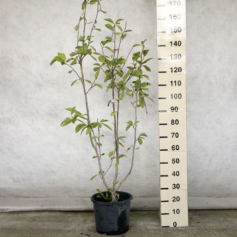Magnolia Manchu Fan 7.5L/10L pot sample as delivered in summer