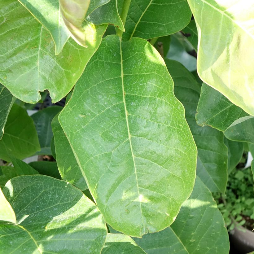 Magnolia soulangeana Meganolia (Foliage)