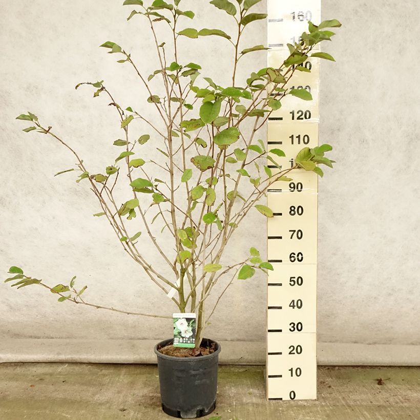 Magnolia sieboldii 7.5L/10L pot sample as delivered in summer