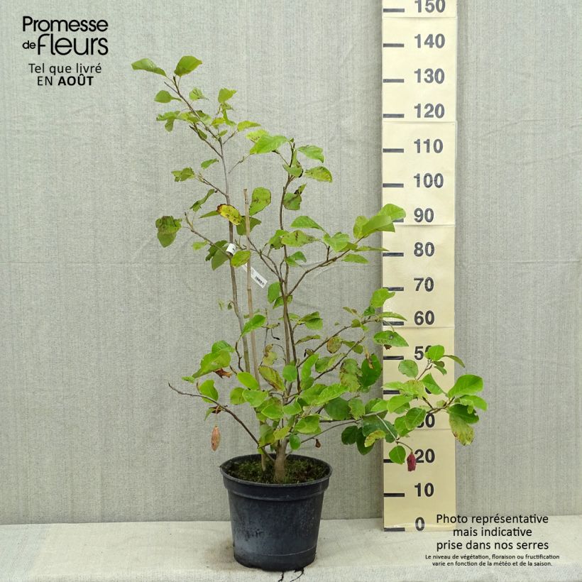 Magnolia sieboldii Colossus 7.5L/10L pot sample as delivered in summer
