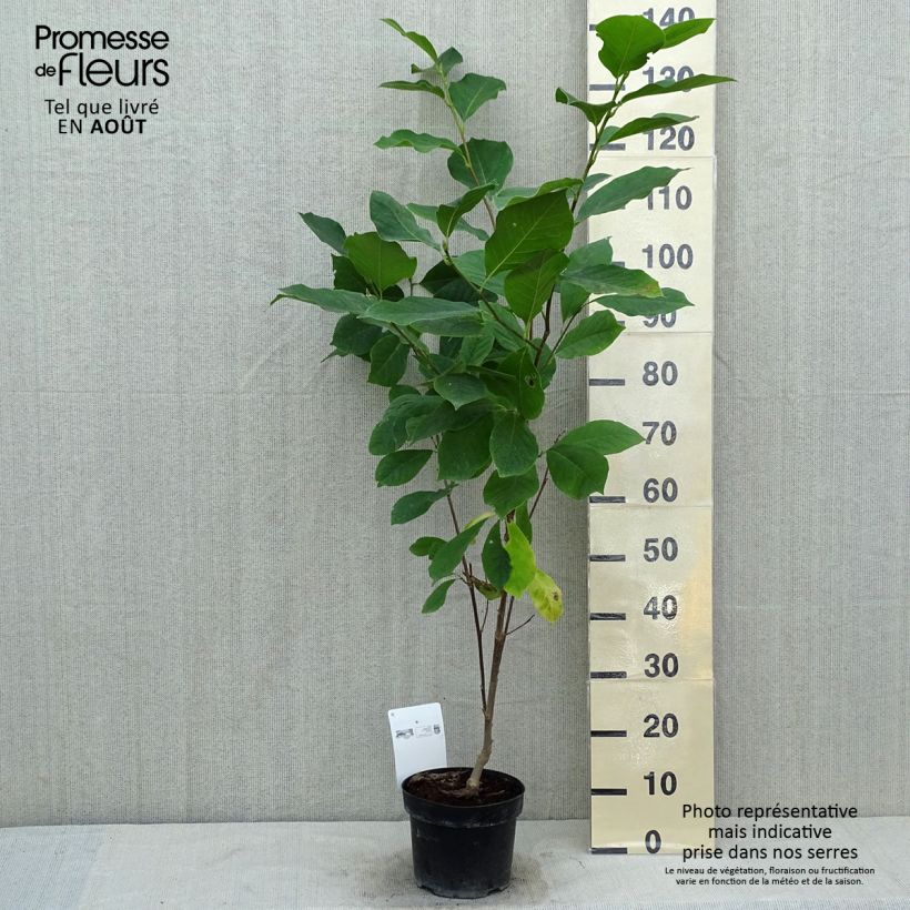 Magnolia  soulangeana Alba Superba 3L/4L pot sample as delivered in summer